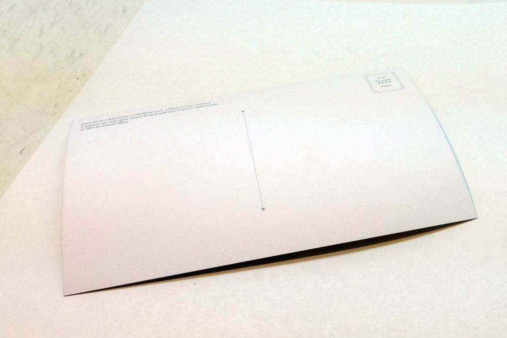 Double Crested Cormorant Postcard Bird by David Sibley - unposted , new