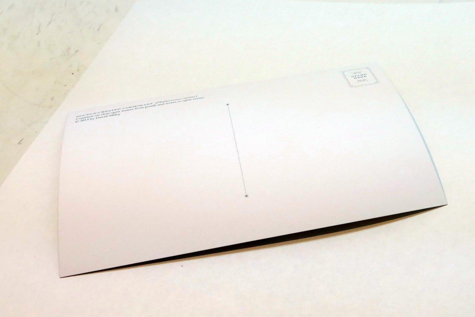 Double Crested Cormorant Postcard Bird by David Sibley - unposted , new