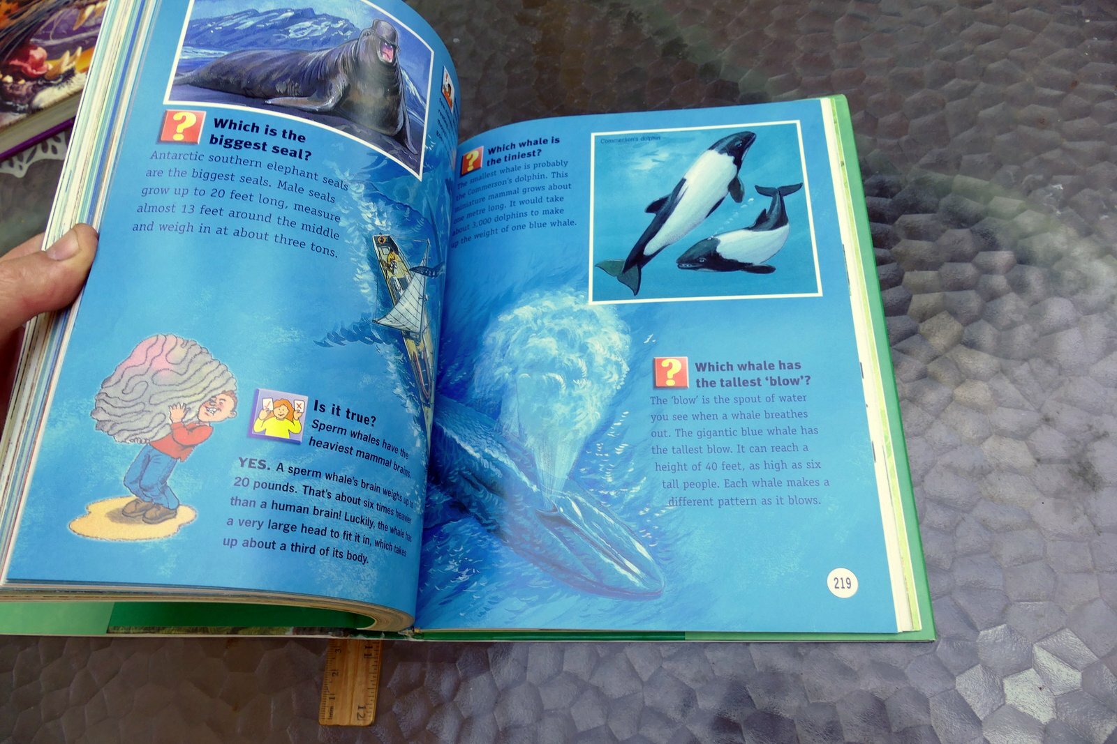 Questions and Answers Wild Wild World (Hardcover) Book Dangerous Exciting Animal