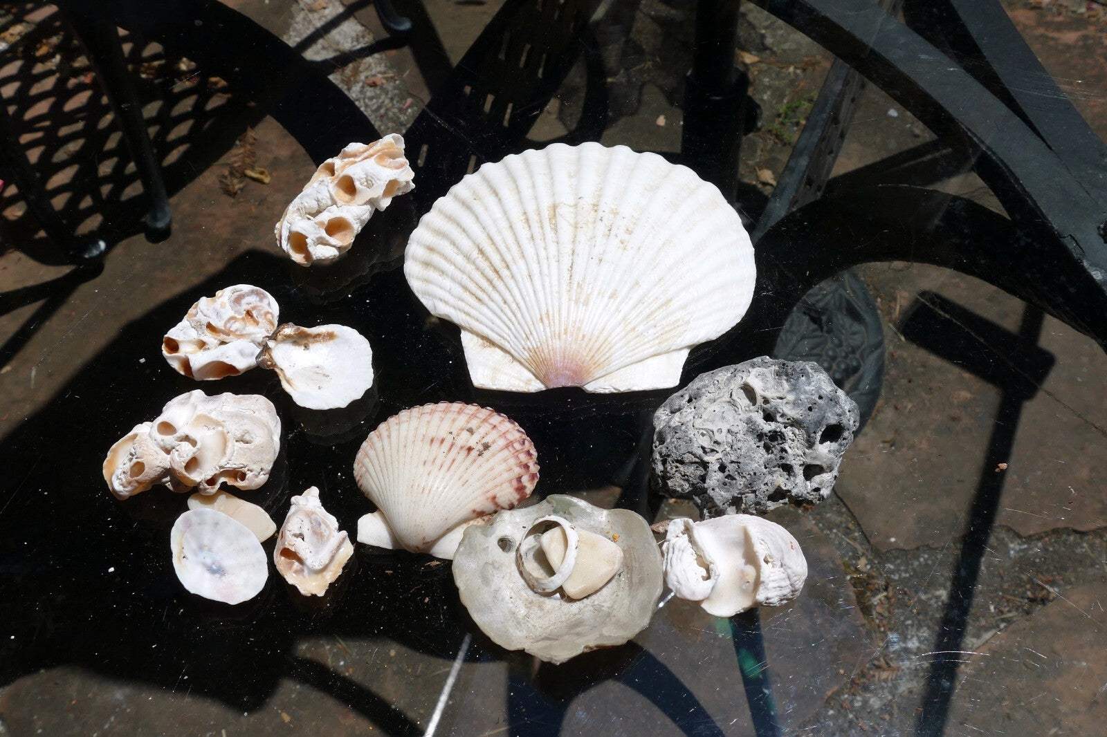 7oz  lot of Ocean Shell Seashell Corral California San Francisco for Fish Tank