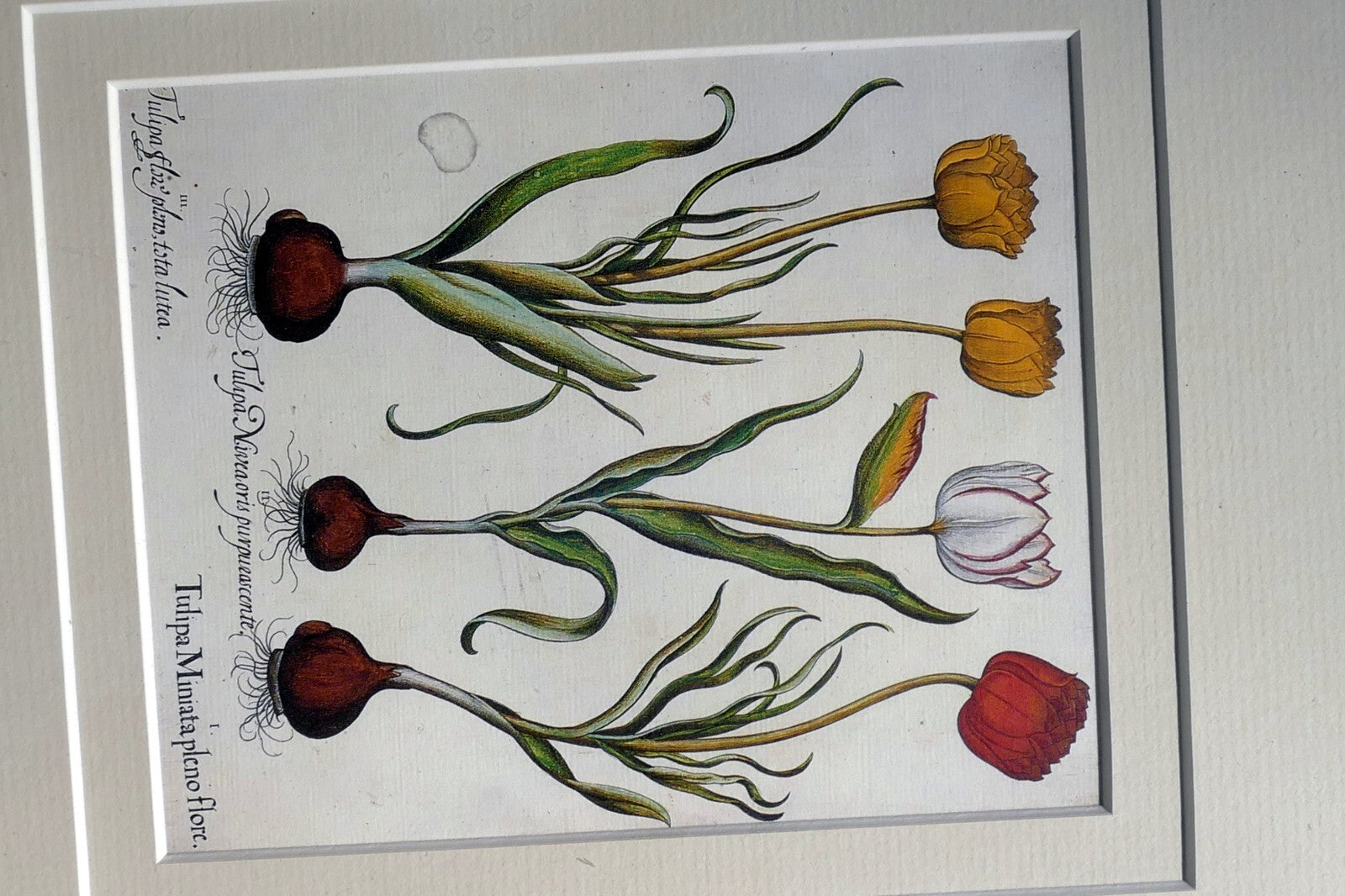 Basilius Besler TULIPA MINIATA PLENO FLORE FRAMED MATTED ART PRINT Tulip