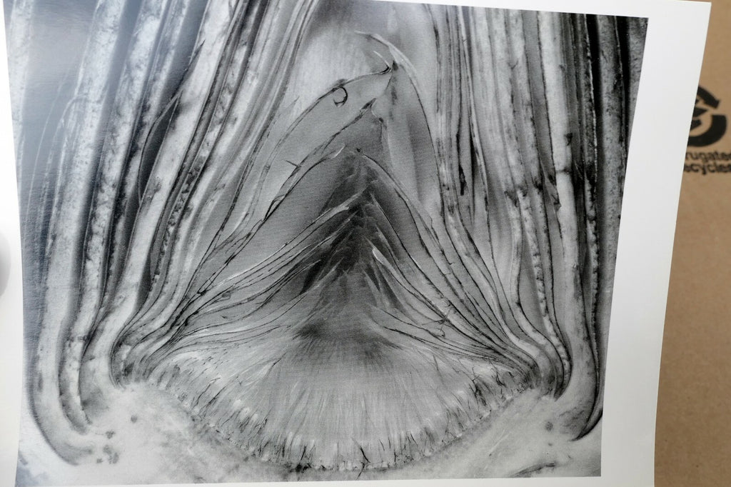 Artichoke Halved 1930 28-V Photograph by Edward Weston W-006-85 Greeting Card