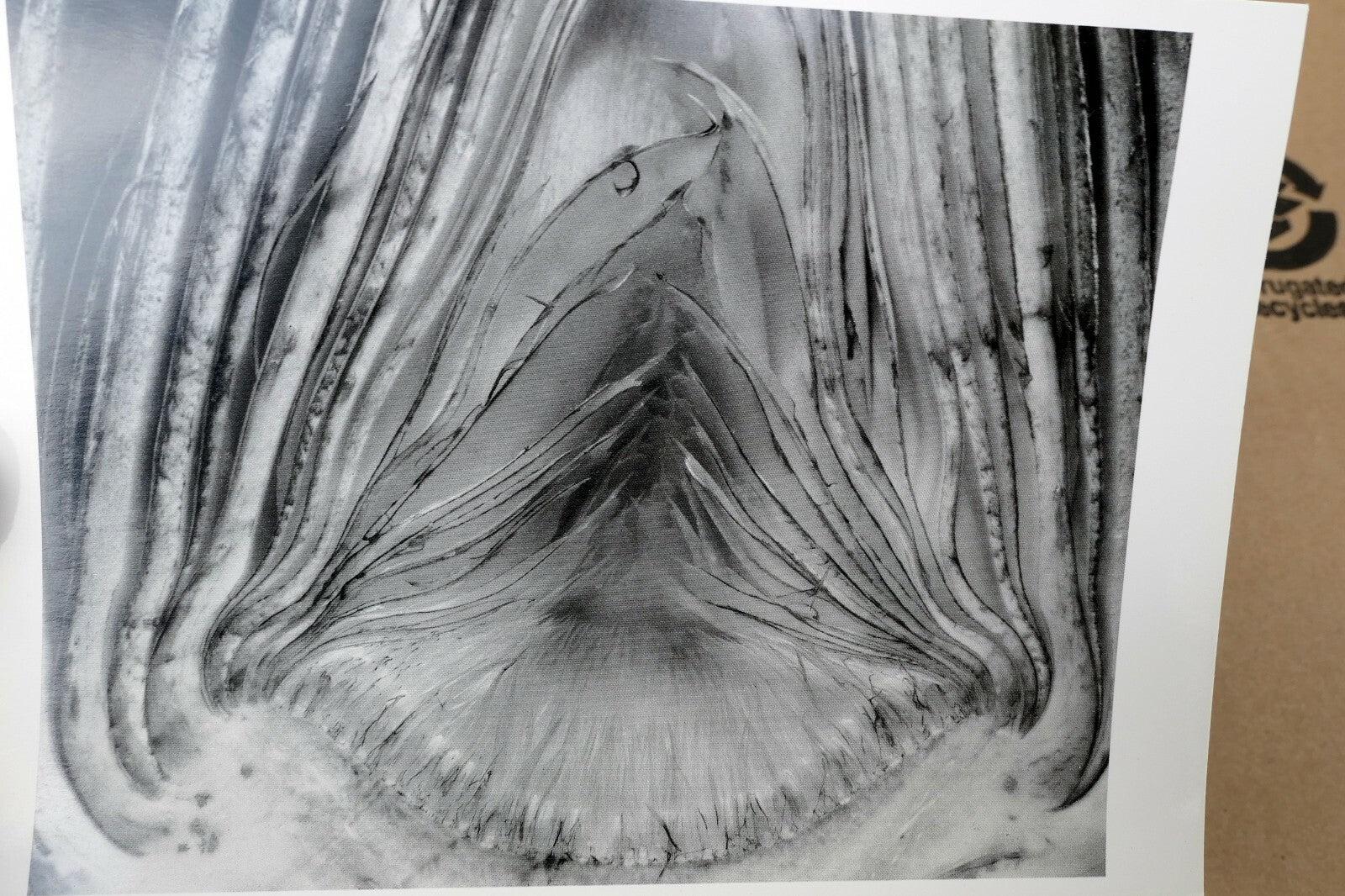 Artichoke Halved 1930 28-V Photograph by Edward Weston W-006-85 Greeting Card