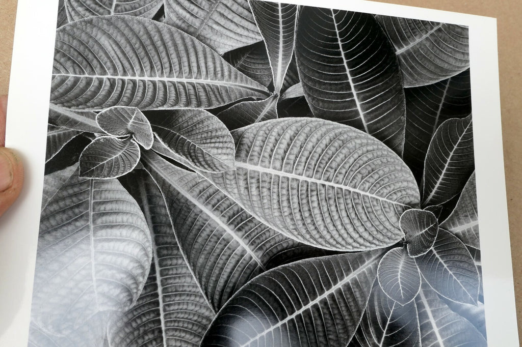 Hoffmannia Refulgens 1979 Photograph by Don Worth Greeting Card D-003 floral