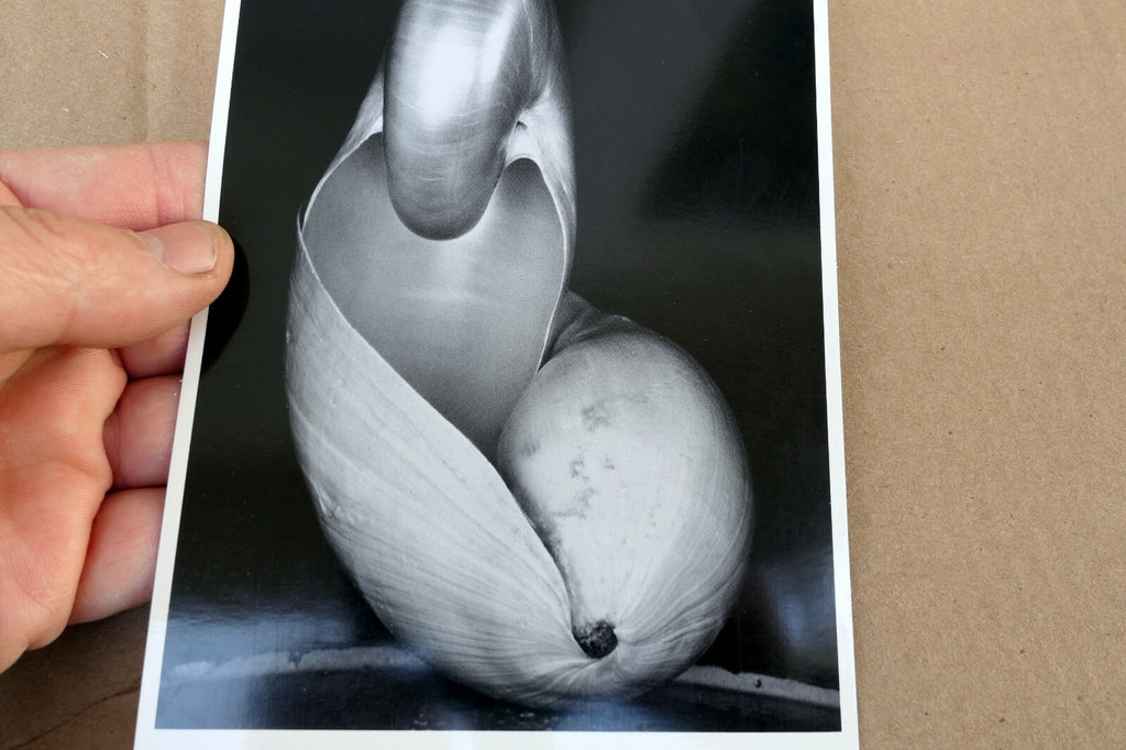 Shells 1927 14-S Photograph by Edward Weston POSTCARD vintage unposted EW-2