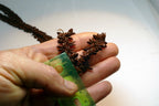 Brown Hawaiian Koa Seed Lei Single Strand Necklace 24" Boho Jewelry