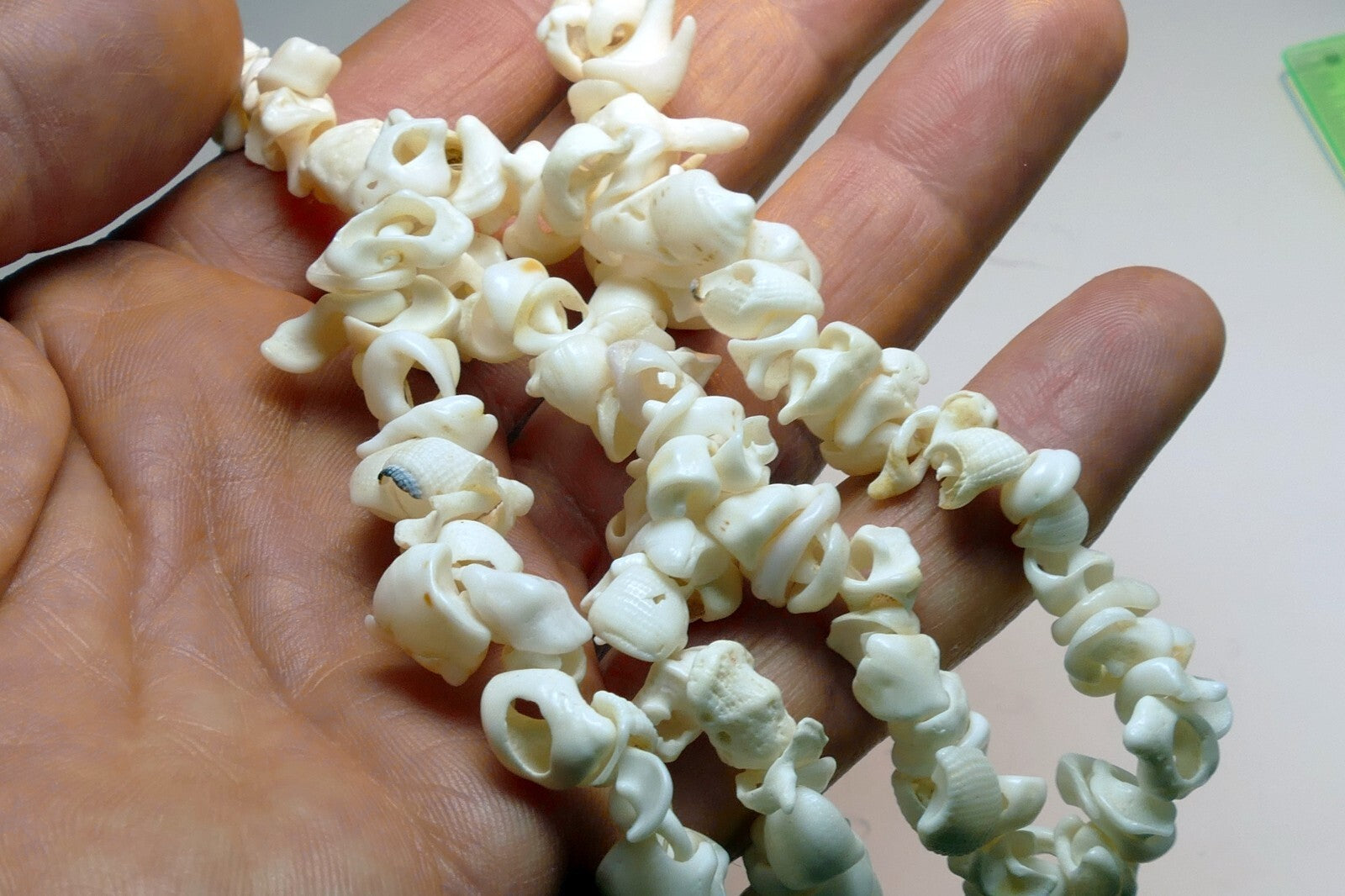 Cowrie Shell 17" Necklace Lei Jewelry Boho Surfer White ocean pacific hawaii