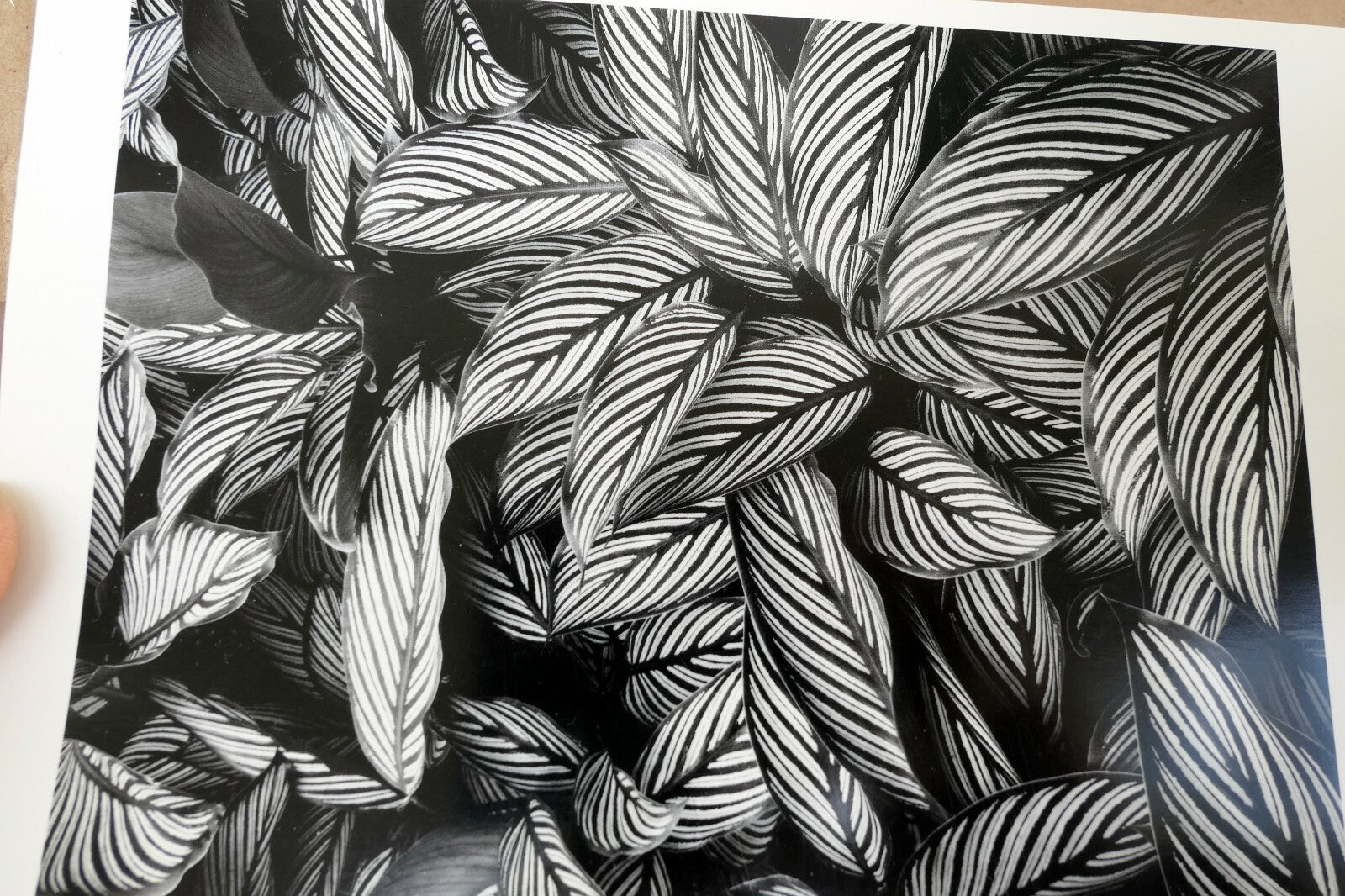 Calathea Vittata Oahu 1977 Photograph by Don Worth Greeting Card D-008 floral