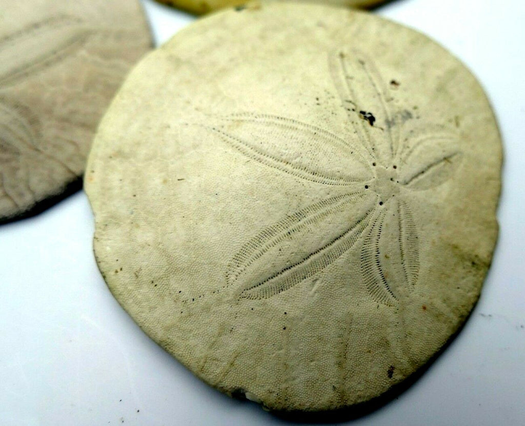 Sand dollar shell 2.5" pacific ocean large california beach aquarium decor