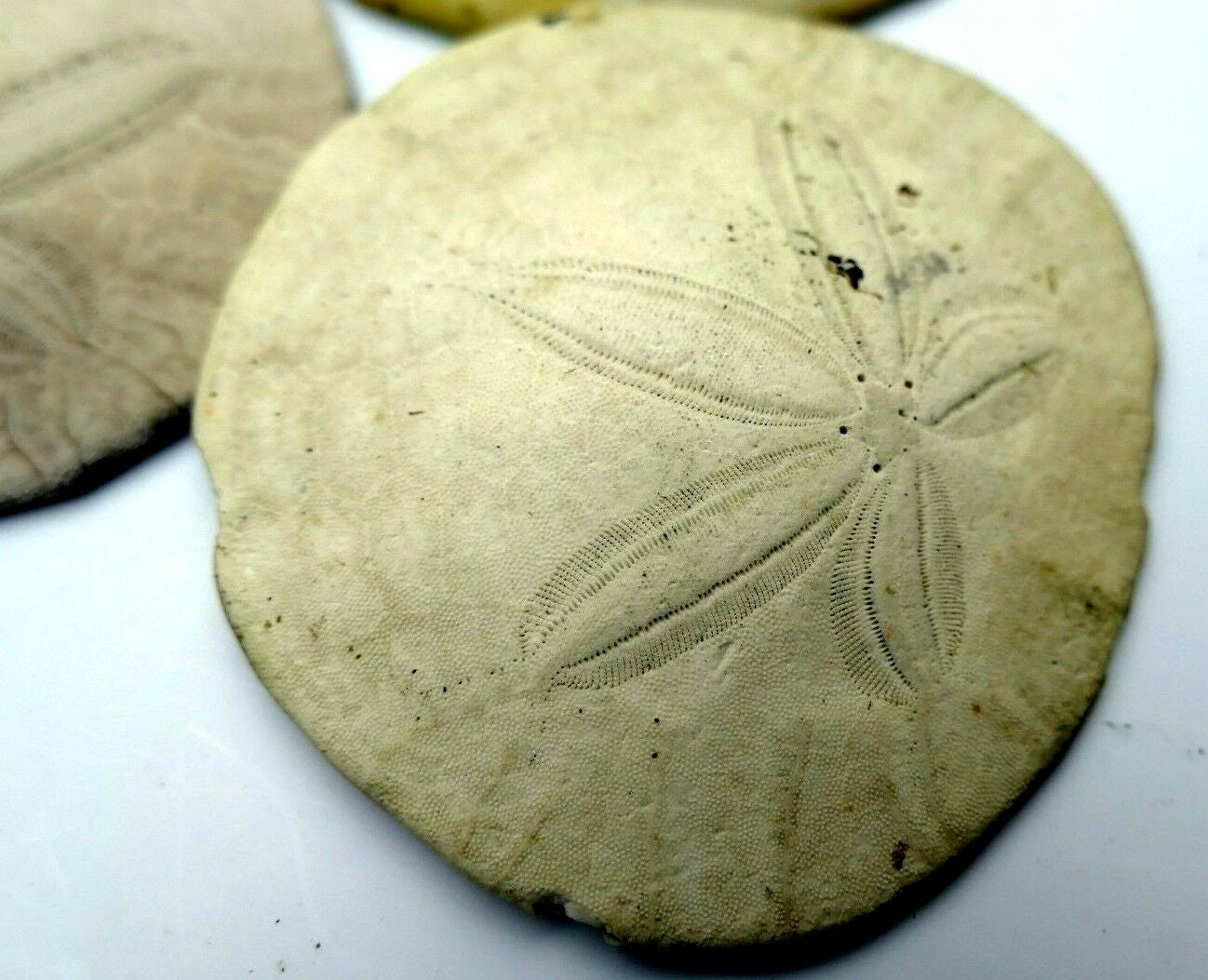 Sand dollar shell 2.5" pacific ocean large california beach aquarium decor