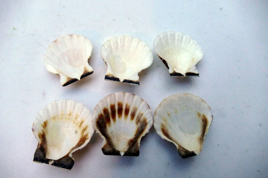 Clam Seashell Cockle Oyster Mussel SEA SHELL beach aquarium decor 1X1" small