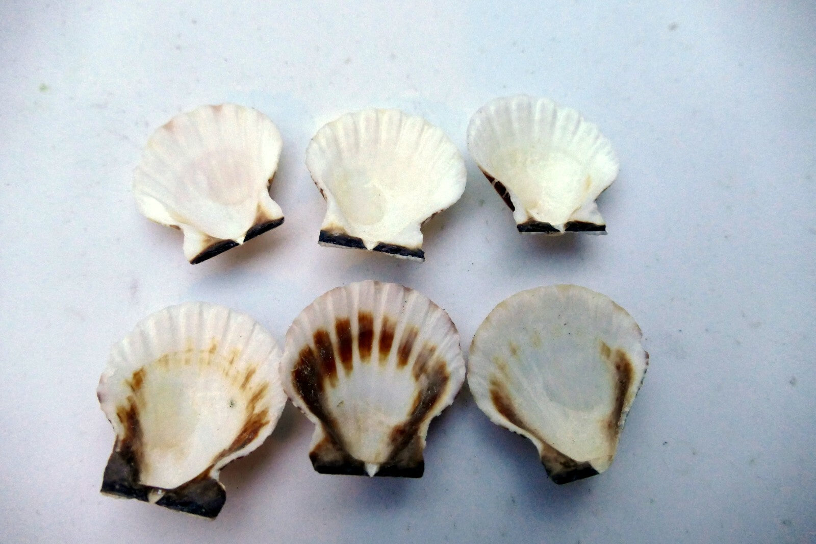 Clam Seashell Cockle Oyster Mussel SEA SHELL beach aquarium decor 1X1" small