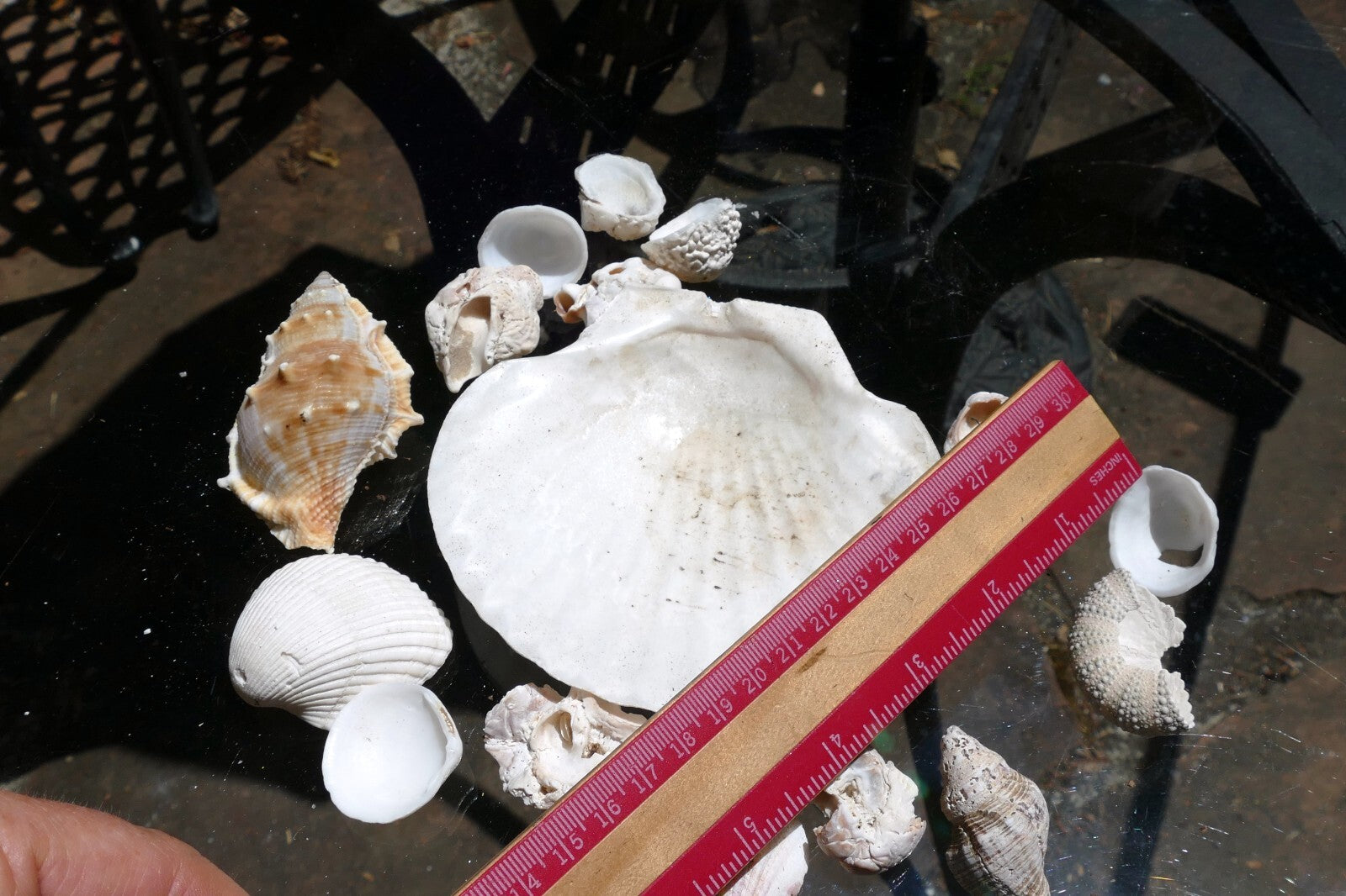 6oz  lot of Ocean Shell Seashell Corral California San Francisco for Fish Tank