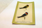 Cliff Swallow   Postcard Bird by David Sibley - unposted , new