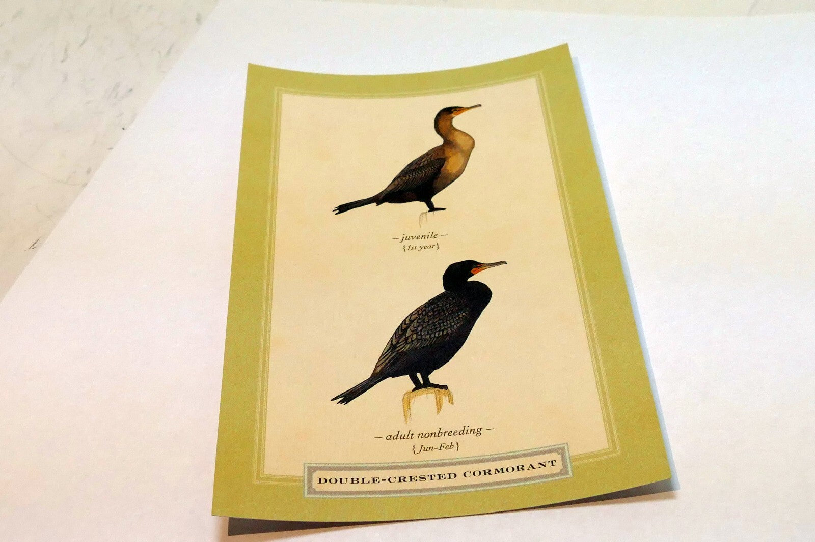 Double Crested Cormorant Postcard Bird by David Sibley - unposted , new