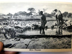 Post Card Cartolina Postale Africa Orientale unused Unposted 1900's