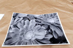 Succulent Flower  11X14" Black & white Picture Photo San Francisco USA