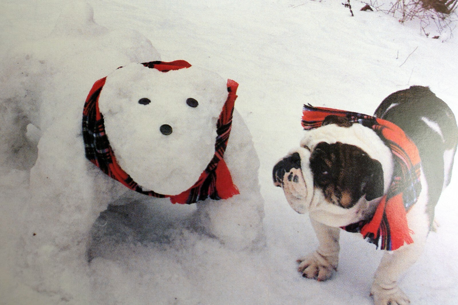 Greeting postcard animal shelter north shore league dog puppies snowman bulldog