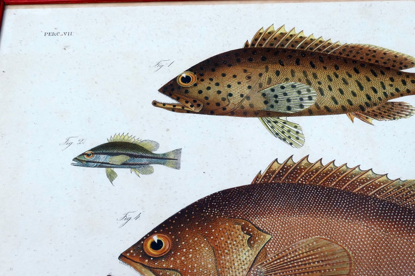 Antique Print Perch fish by Emrik & Binger (1865) chromolithograph print framed