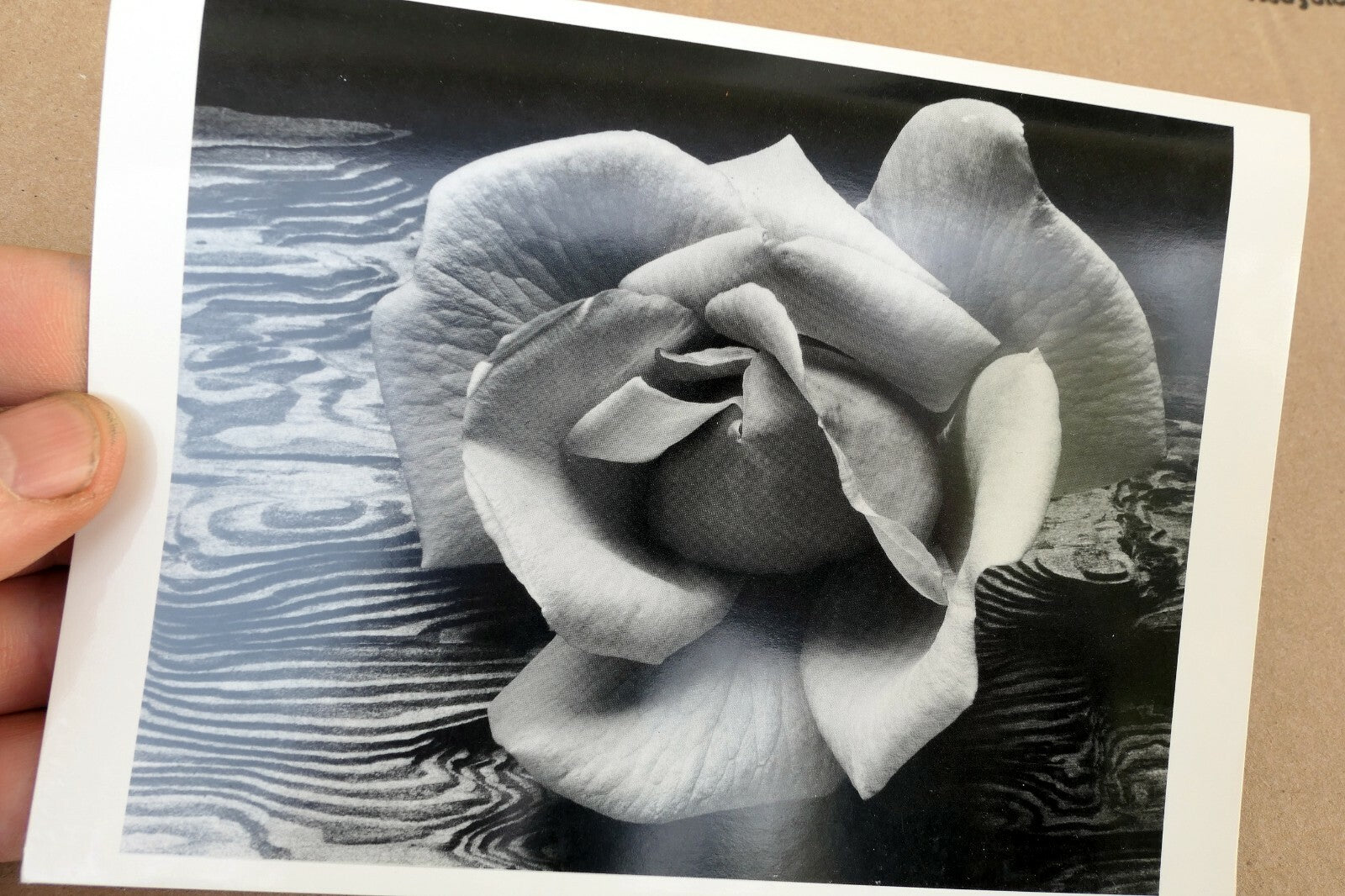 Rose and Driftwood 1932 California Photograph Ansel Adams A-019-85 greeting card
