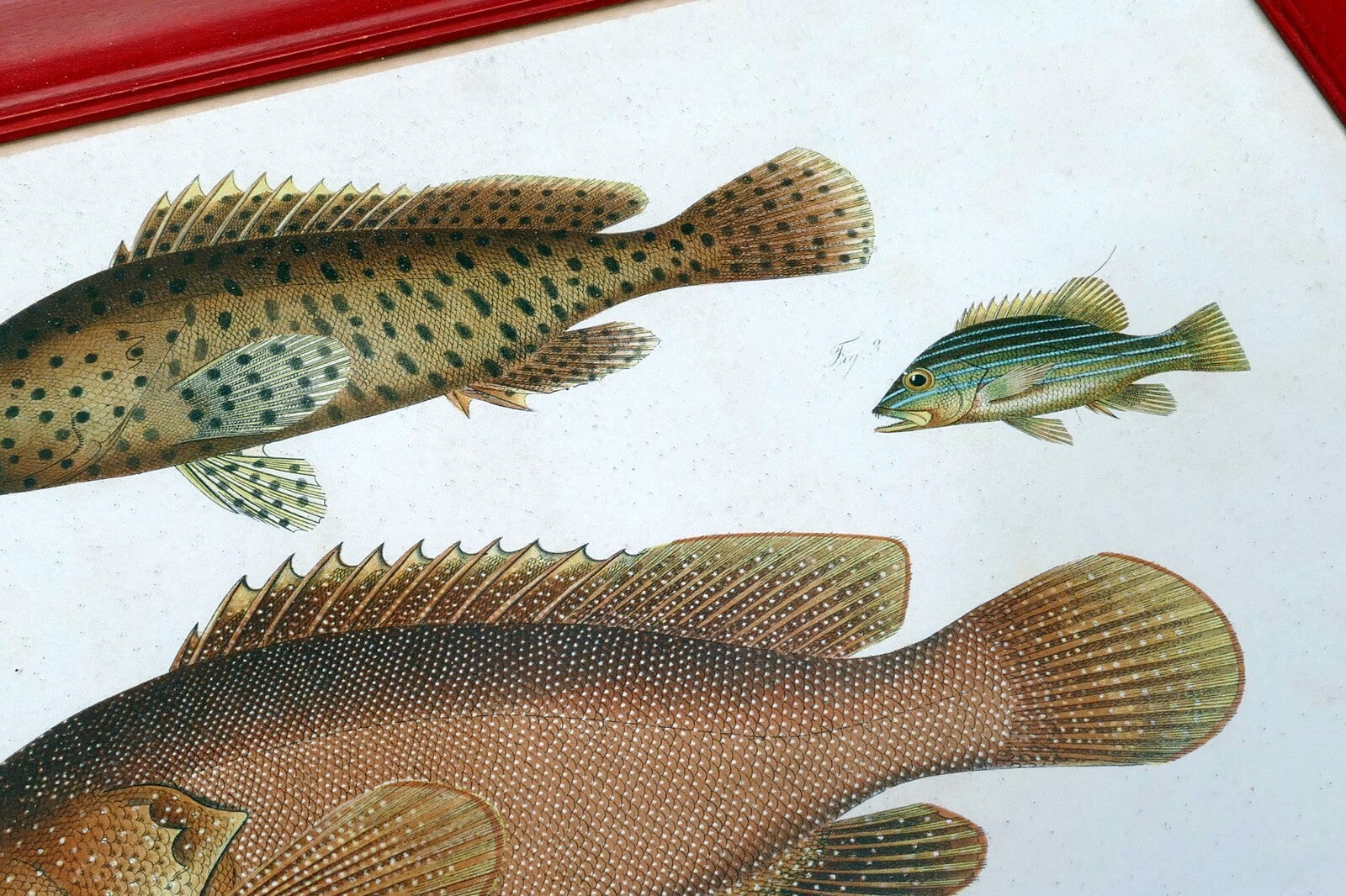 Antique Print Perch fish by Emrik & Binger (1865) chromolithograph print framed
