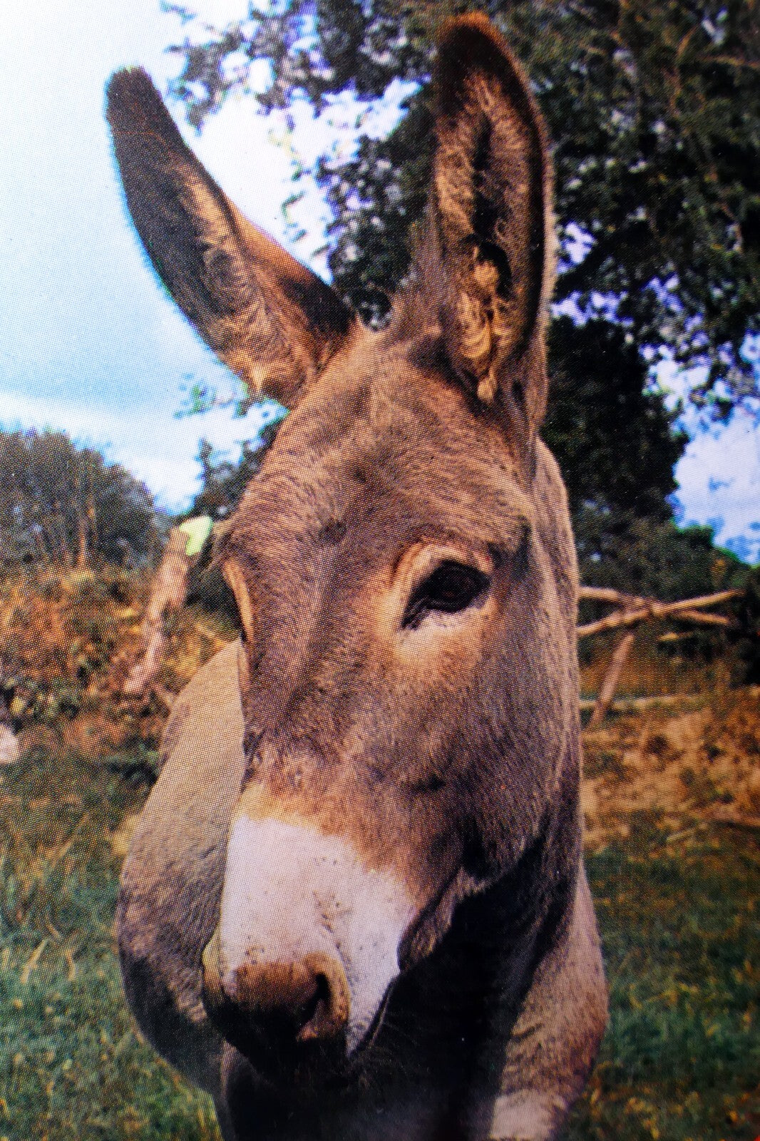 Donkey ne m'oubliez pas... postcard paris (france) no 7108   unposted