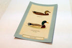 Mallard Duck Postcard Bird by David Sibley - unposted , new