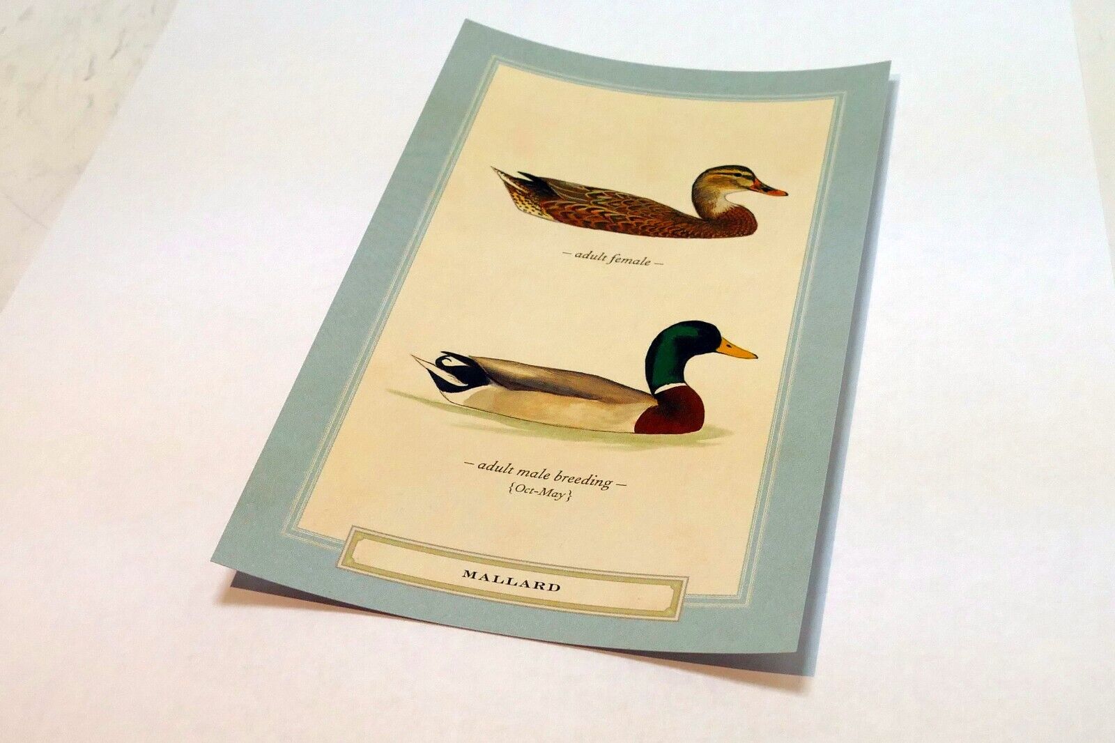 Mallard Duck Postcard Bird by David Sibley - unposted , new