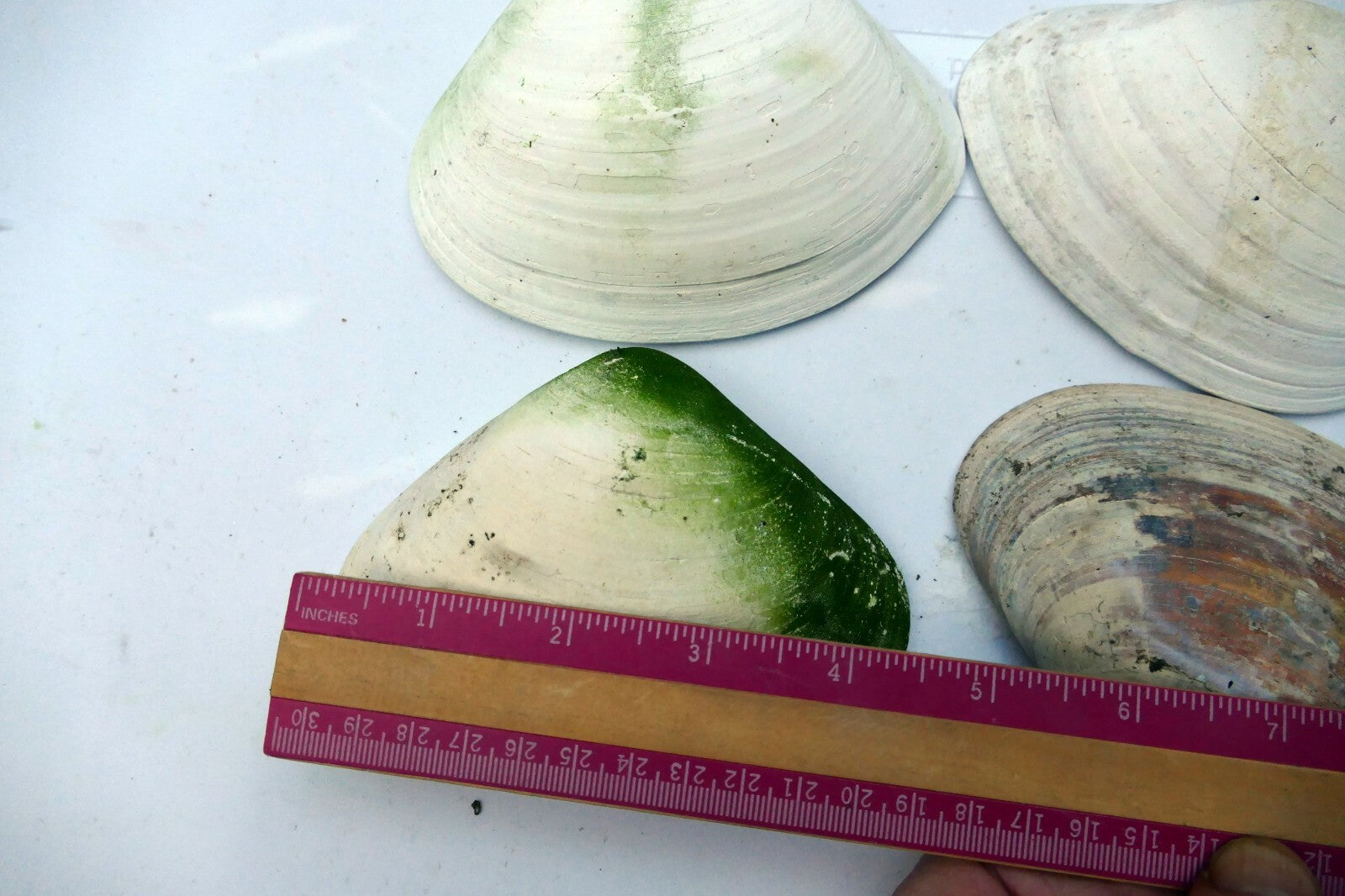 One Clam Shell 4.8"x4" Seashell from Ocean large sea beach aquarium decor