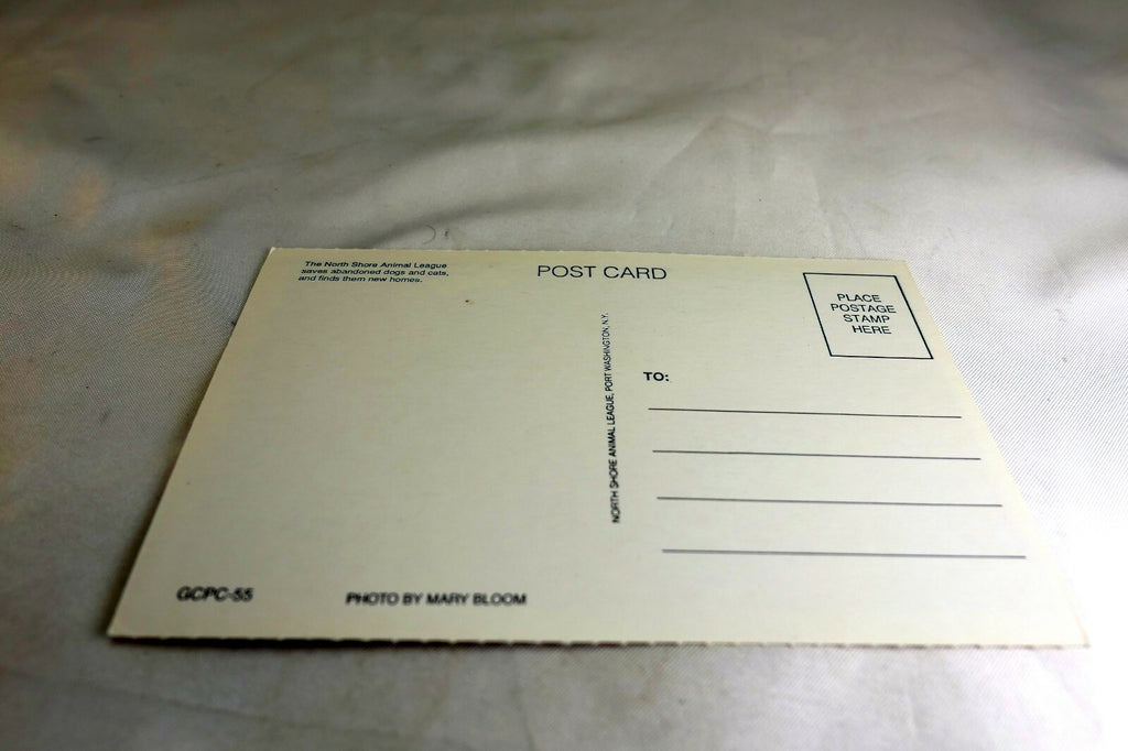 Get Well Postcard Animal Shelter North Shore League Child and Dog on Beach Sunny