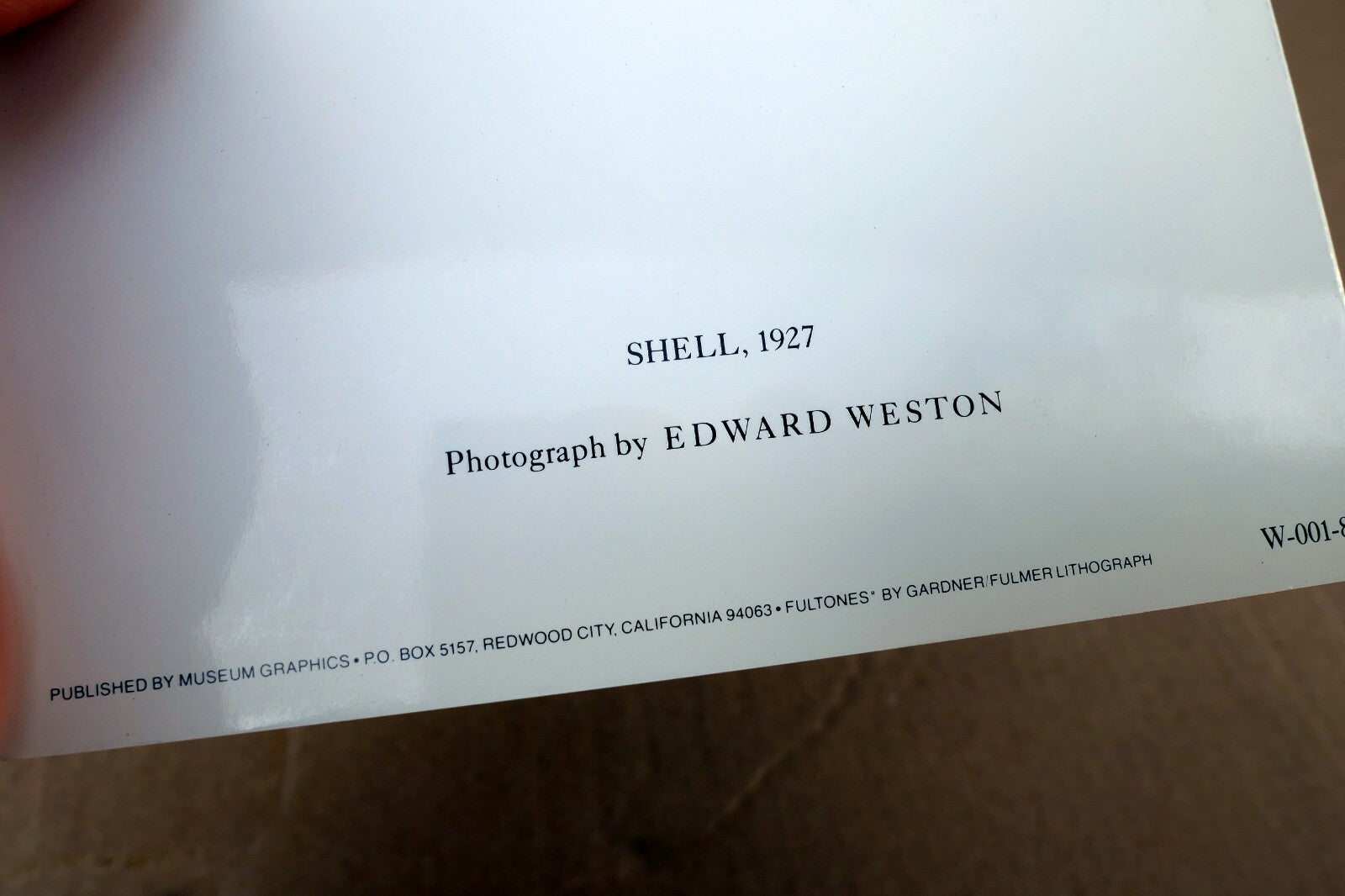 Shells 1927 1-S Photograph by Edward Weston greeting card unposted W-001-75
