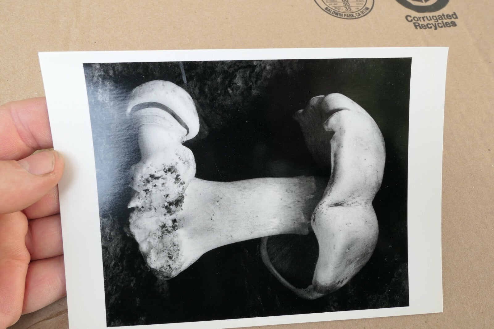 Toadstool 1931 6-FU Photograph by Edward Weston greeting card unposted W-004-75