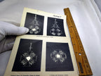6X8" picture of German Golden Cross military insignia  7120029