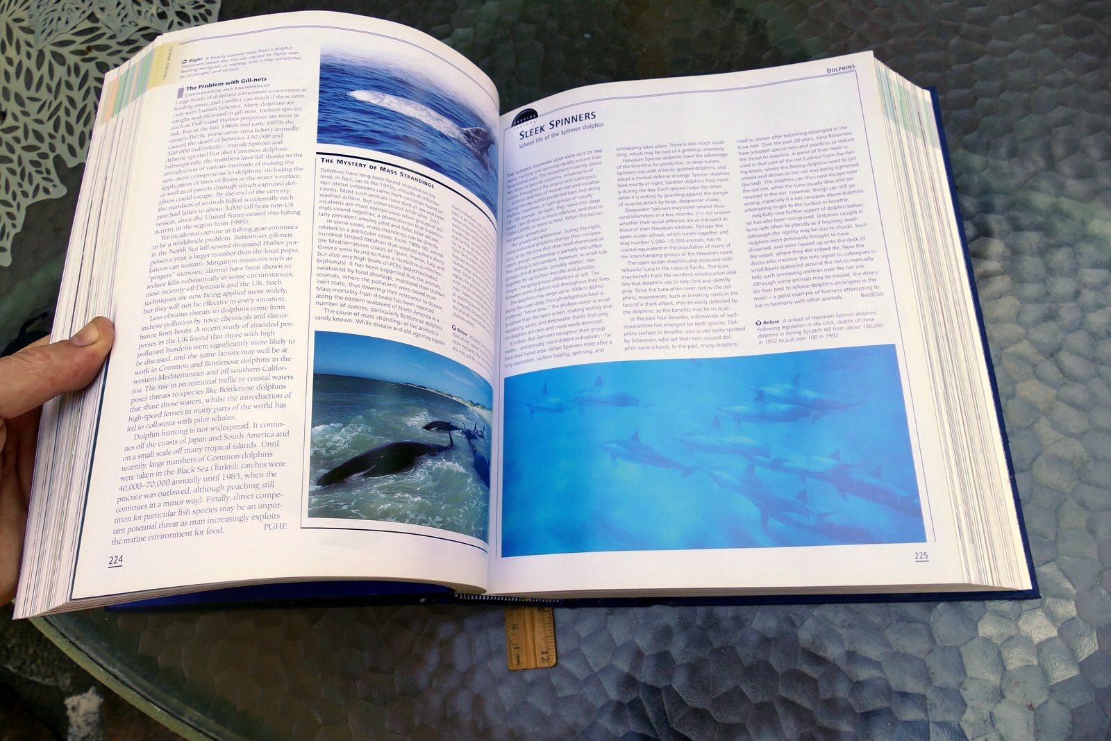 The New Encyclopedia of Mammals by David Macdonald Sasha Norris 2006 hardcover