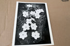 1943 Dogwood Blossoms Yosemite Nat Park Photograph Ansel Adams A016 greeting car