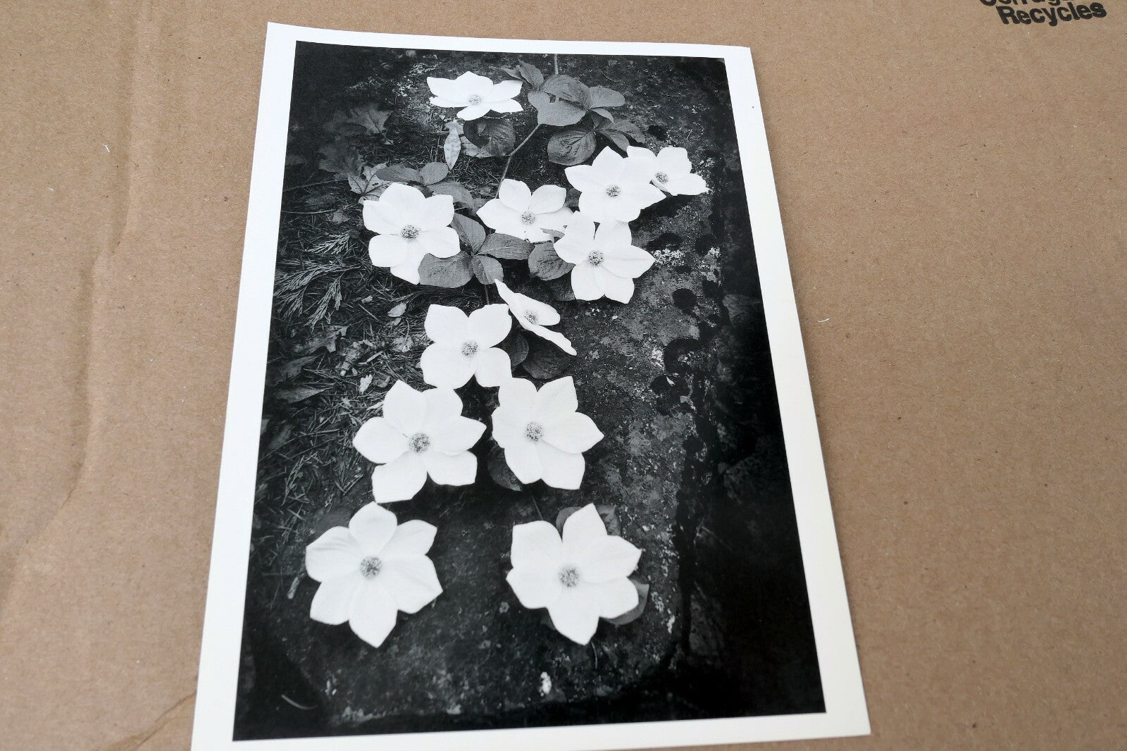 1943 Dogwood Blossoms Yosemite Nat Park Photograph Ansel Adams A016 greeting car
