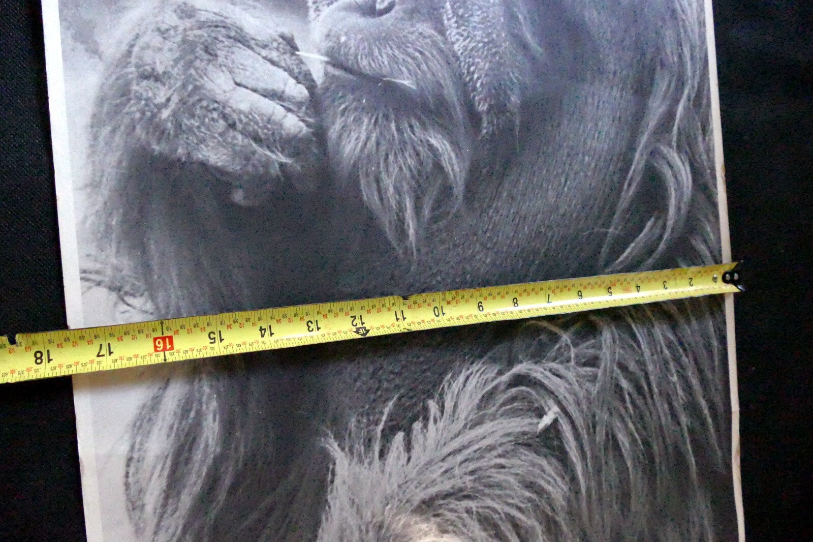 Orangutan old male make love Vintage poster 1971 black and white