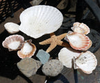 9oz lot of ocean shell seashell & pebbles california san francisco fish tank