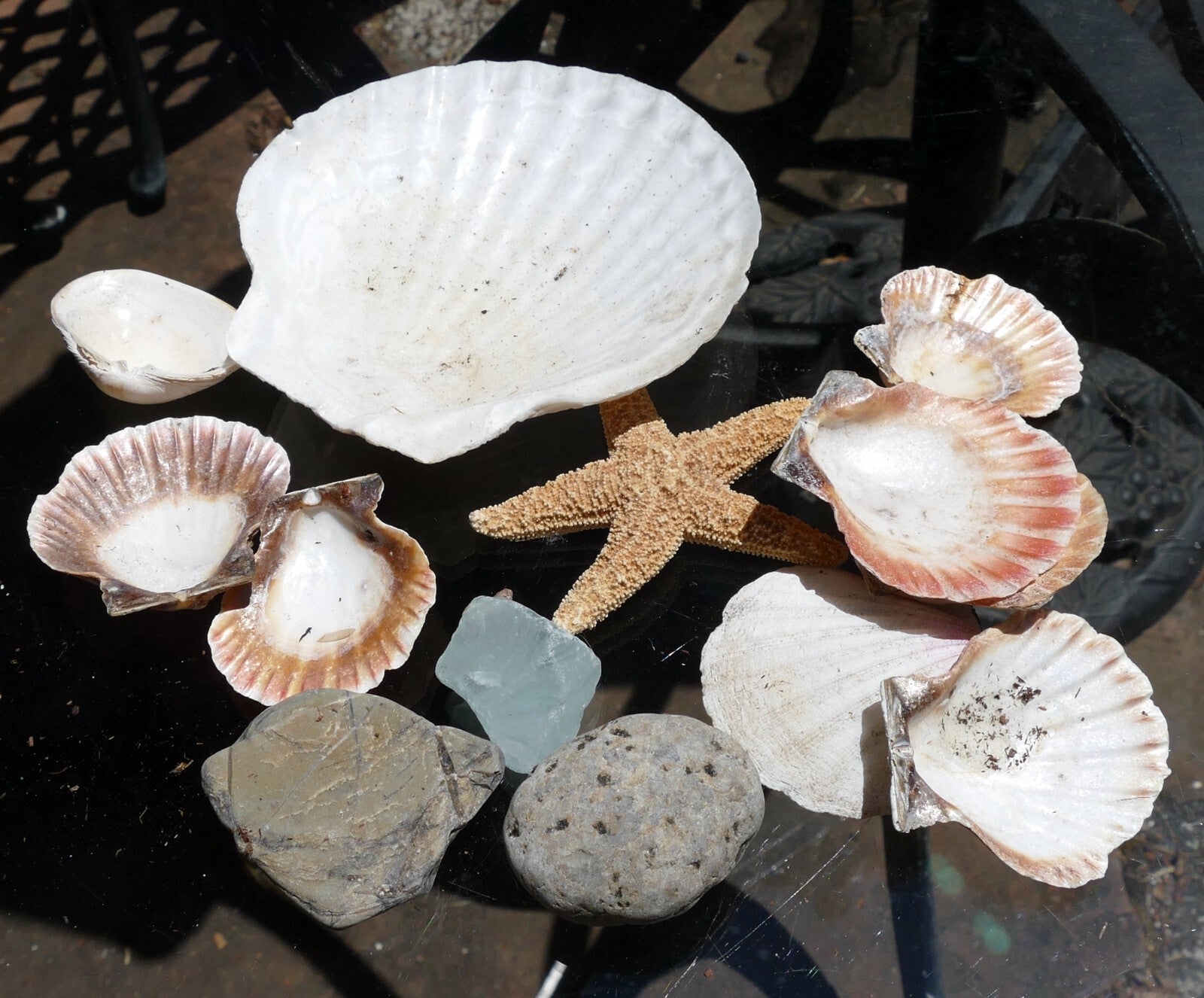 9oz lot of ocean shell seashell & pebbles california san francisco fish tank
