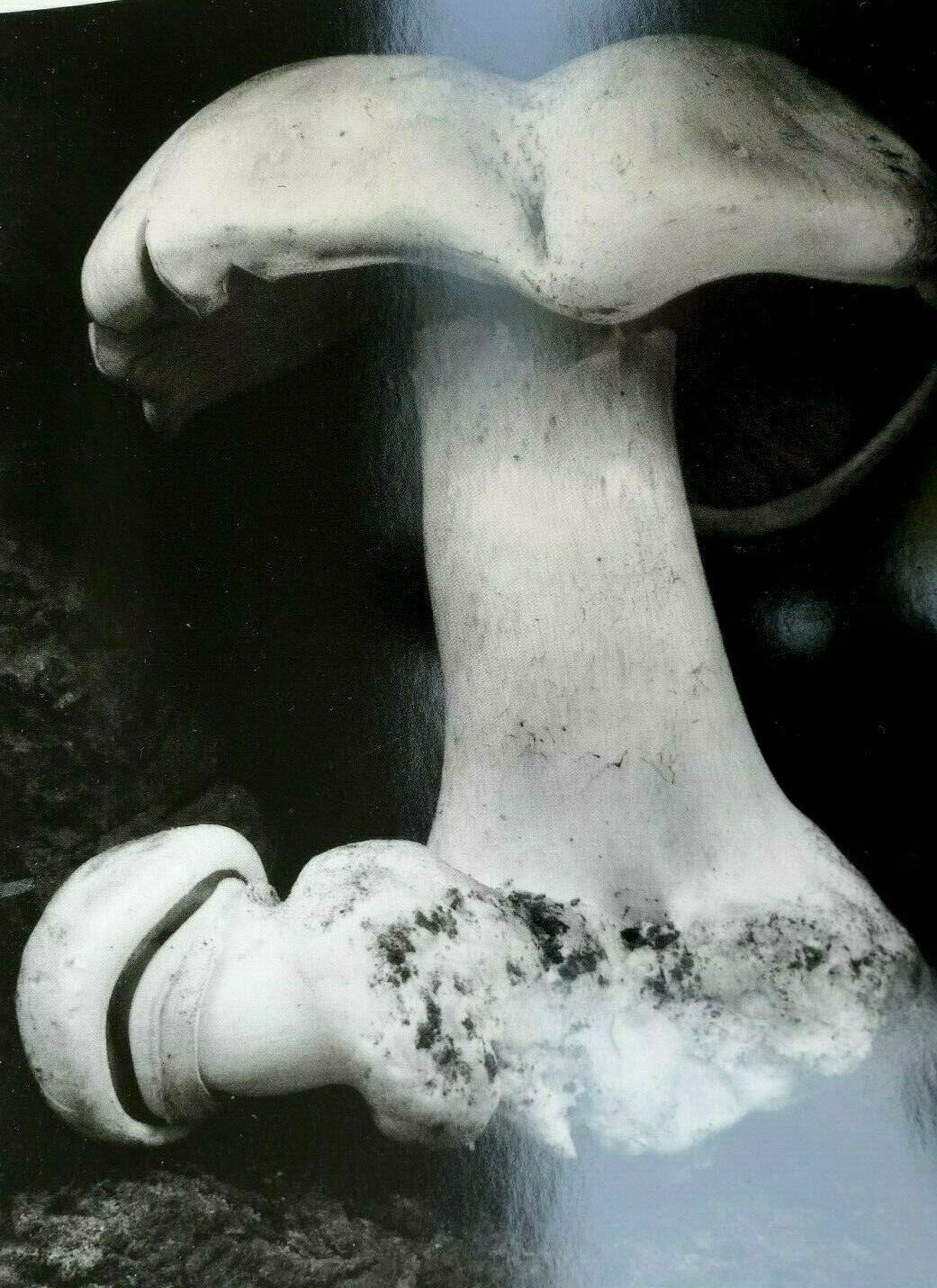 Toadstool 1931 6 fu photograph by edward weston greeting card unposted w 004 75