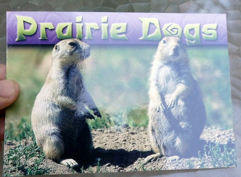 Prairie dogs scenic selections postcard
