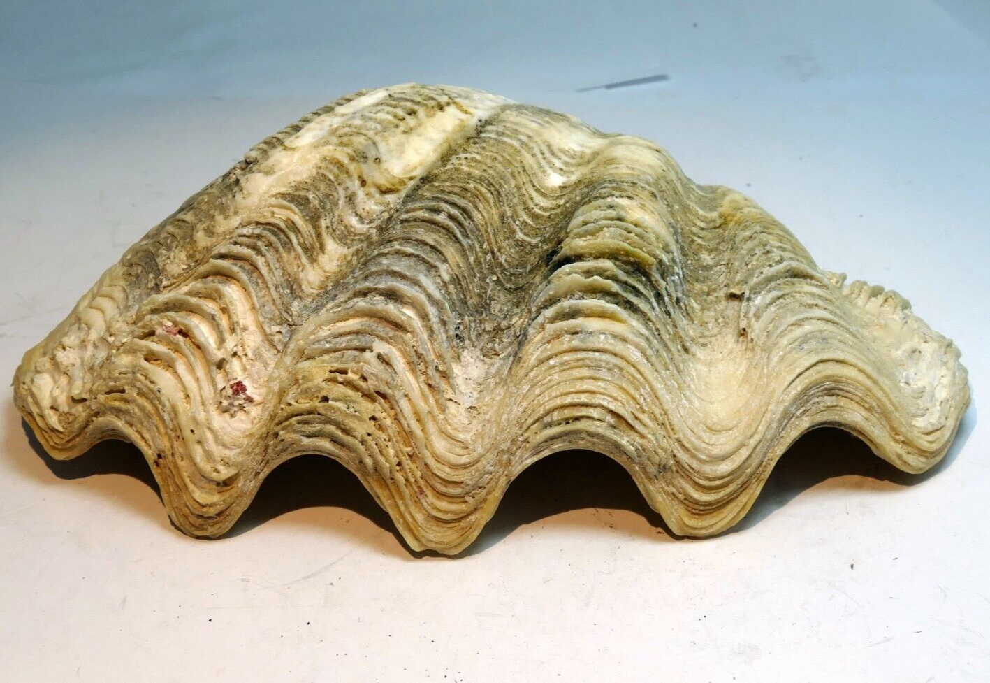 Half clam shell natural sea shell seashell 8”x 5"
