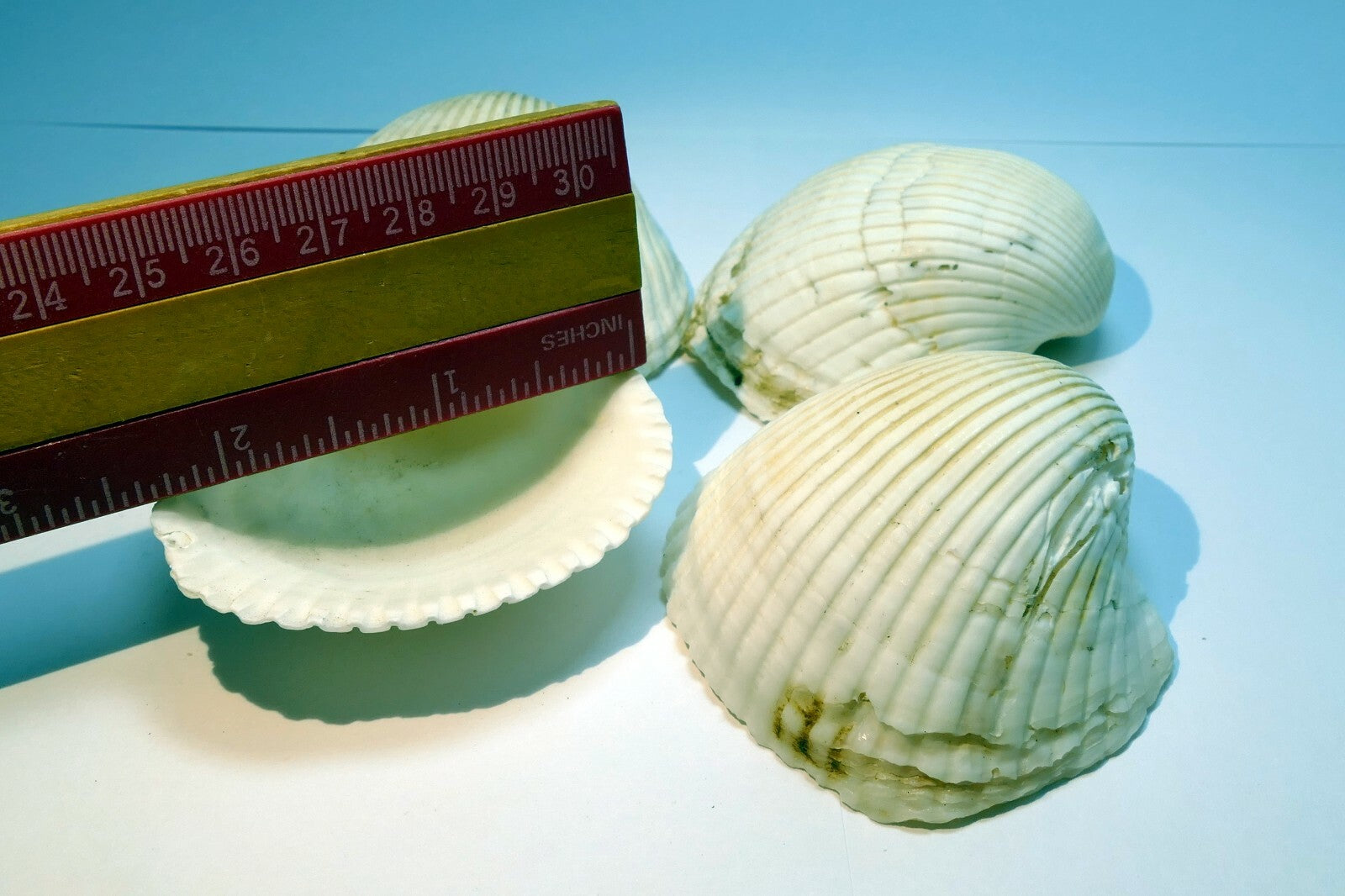 White Ark Shell Seashell beach decor clam large 2.5X2.5" clam cockle sea