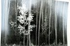 Aspens northern new mexico 1955 photo by ansel adams postcard a 55 vii
