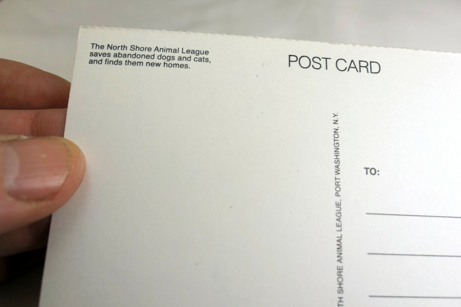 Just a Note Postcard Animal Shelter North Shore League Adopt a Pet Kitten 1980's