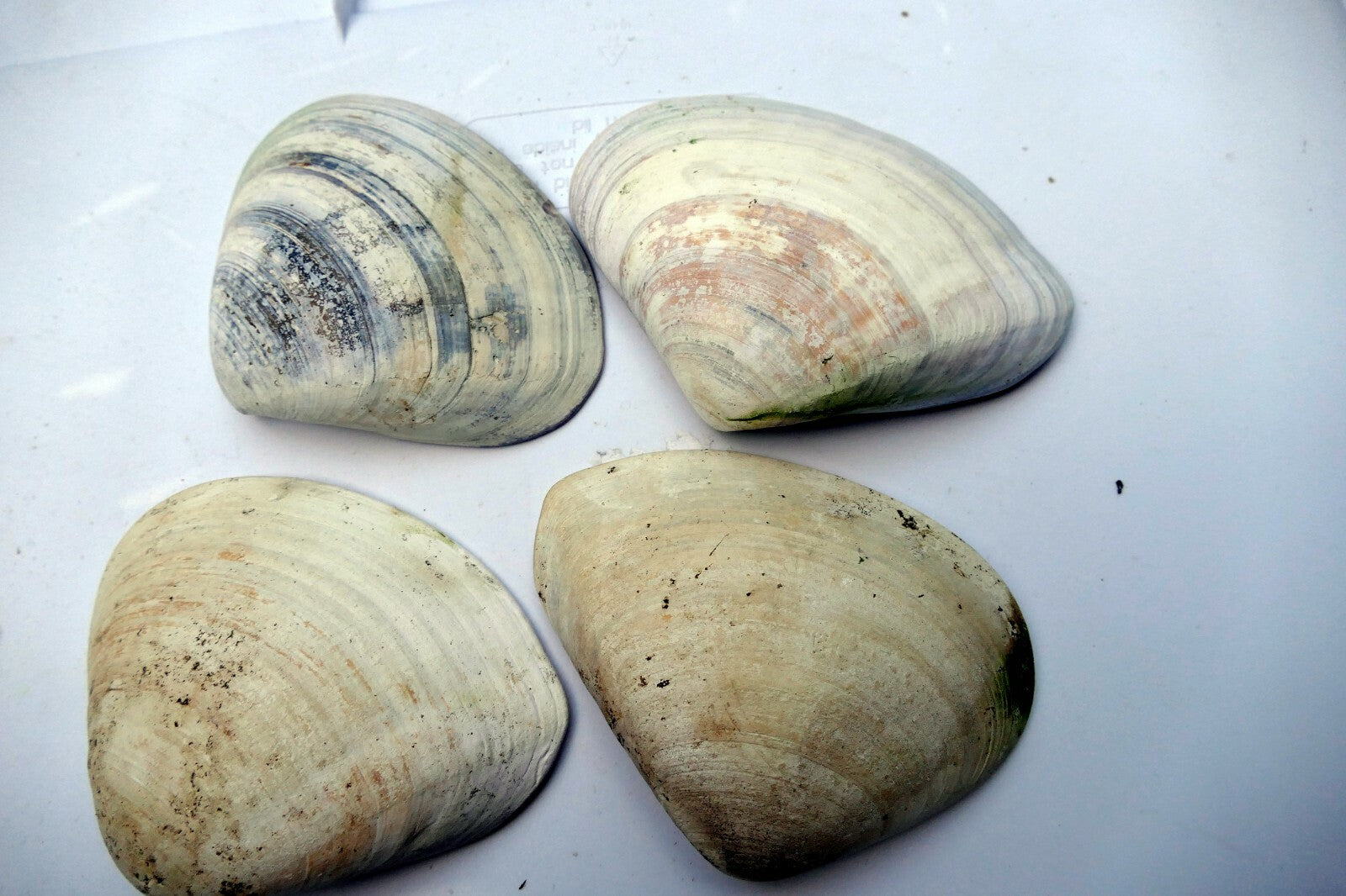 Clam Shell 4"x5" Seashell from Ocean large sea beach aquarium decor 