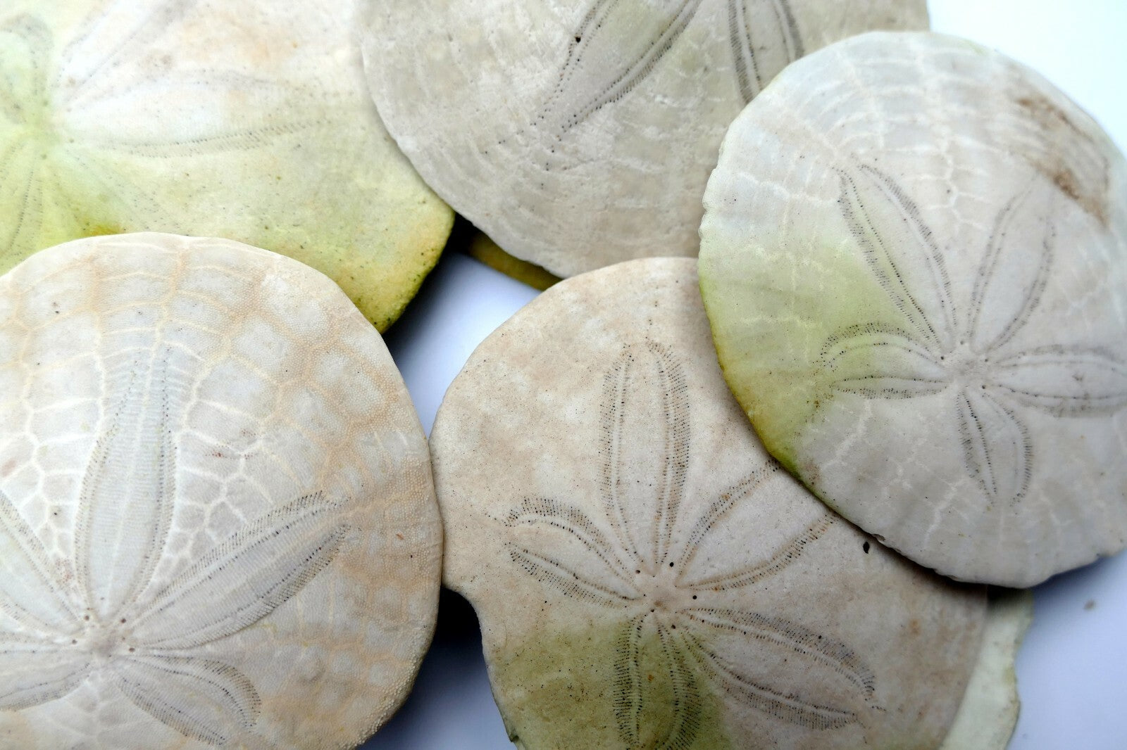 Sand dollar Shell 2.5" pacific Ocean large California beach aquarium decor