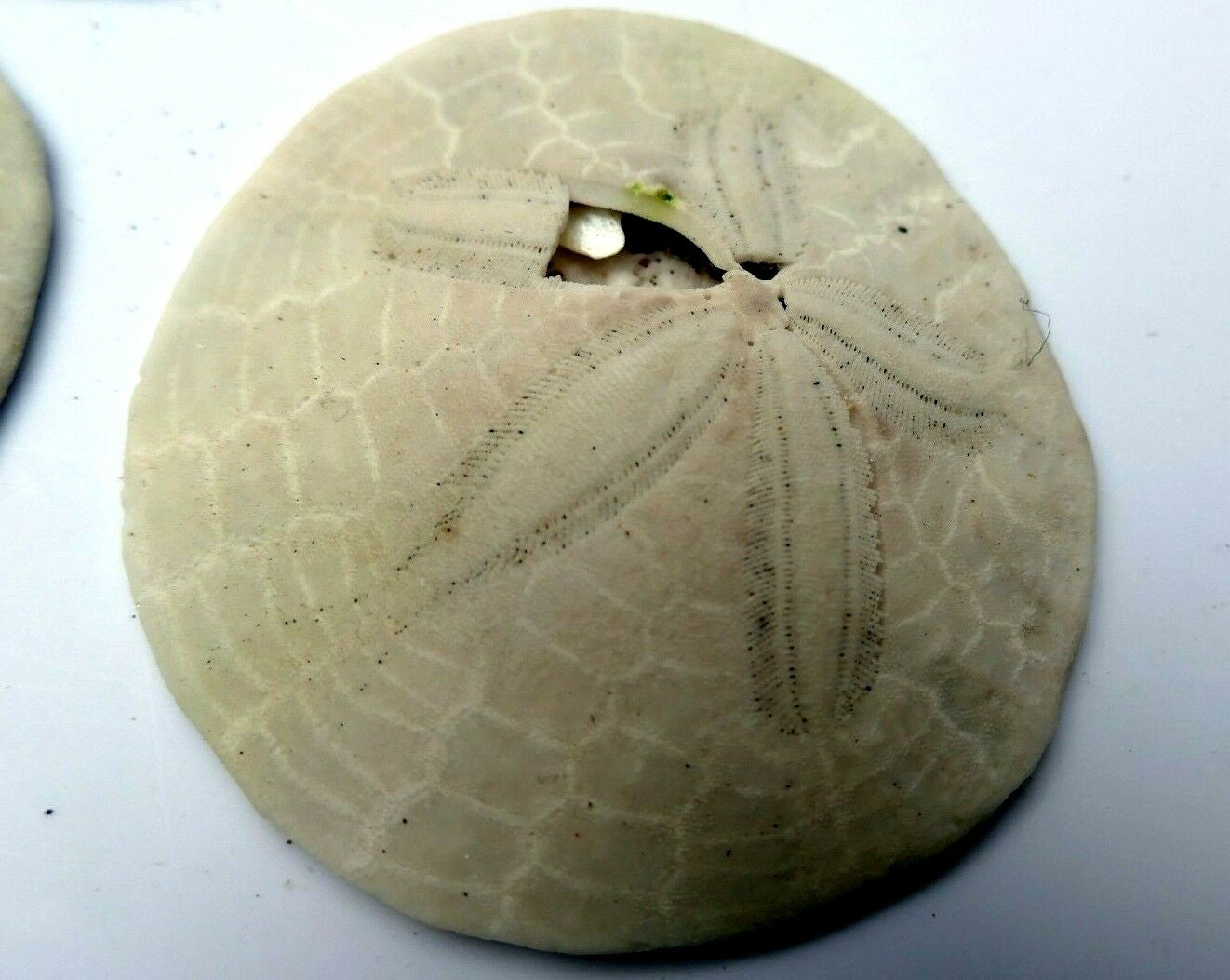 Sand dollar shell 2.5" pacific ocean california beach aquarium decor imperfect