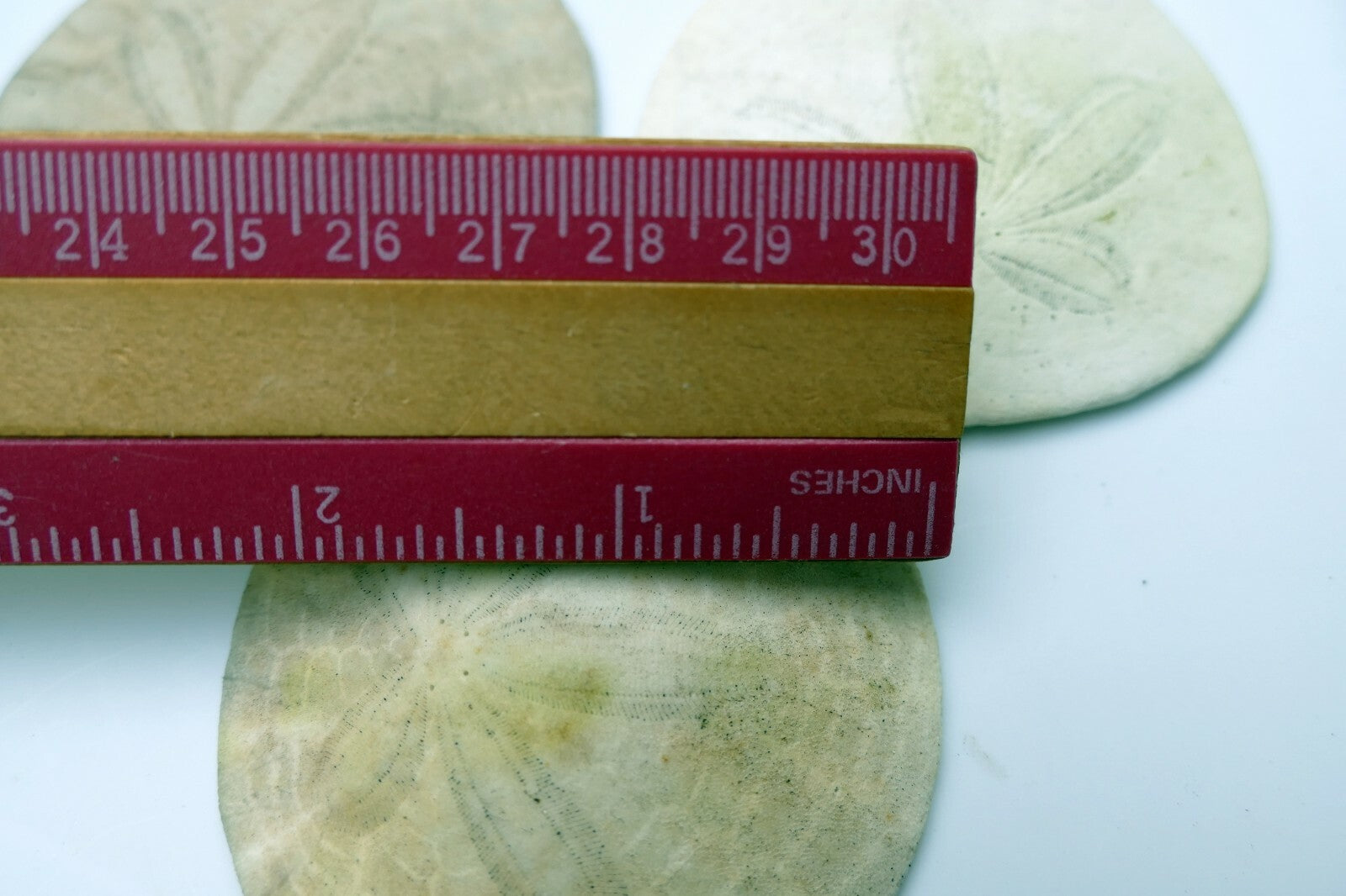 Sand dollar Shell 2.2-2.5" pacific Ocean California beach aquarium decor