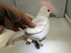 TY Beanie Baby Kuku Rare/Retired 1998 plush toy collection bird white parrot